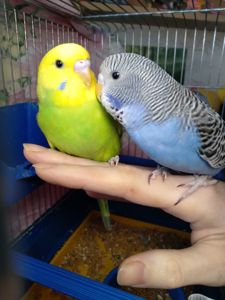 Пара ручных волнистых попугайчиков