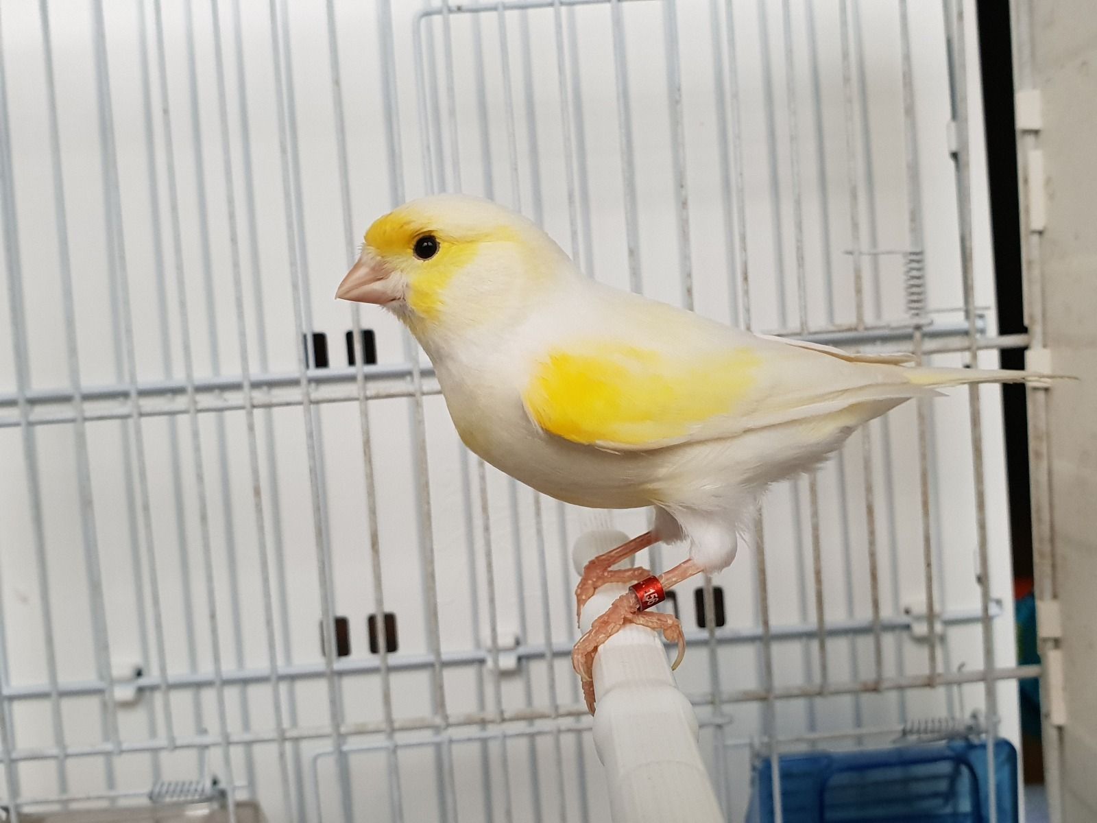 Кенари, канарейка, певчие самцы, разных окрасов Поющие