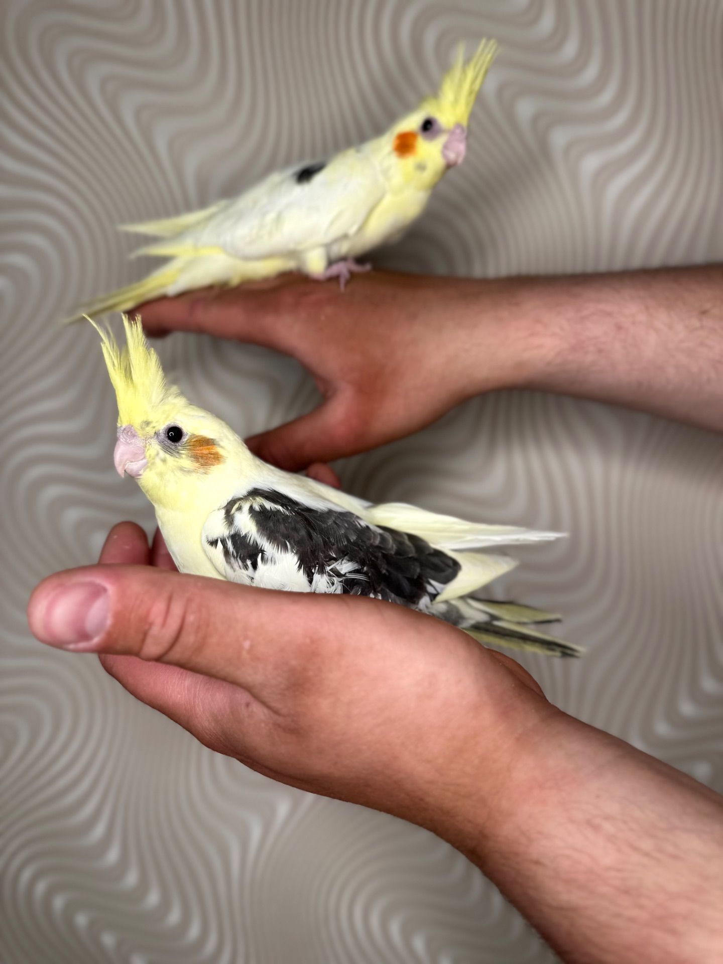 Корелла реально ручные попугаи выкормыши