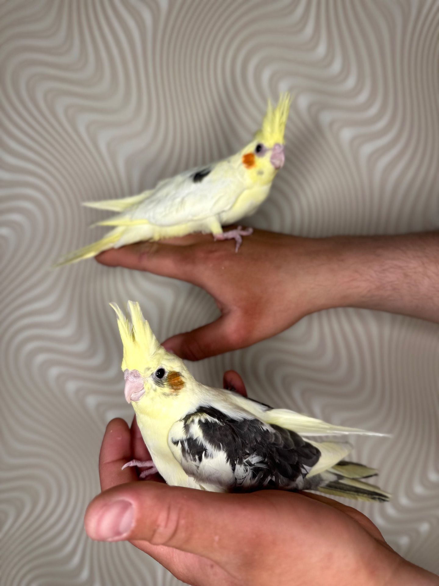 Корелла реально ручные попугаи выкормыши