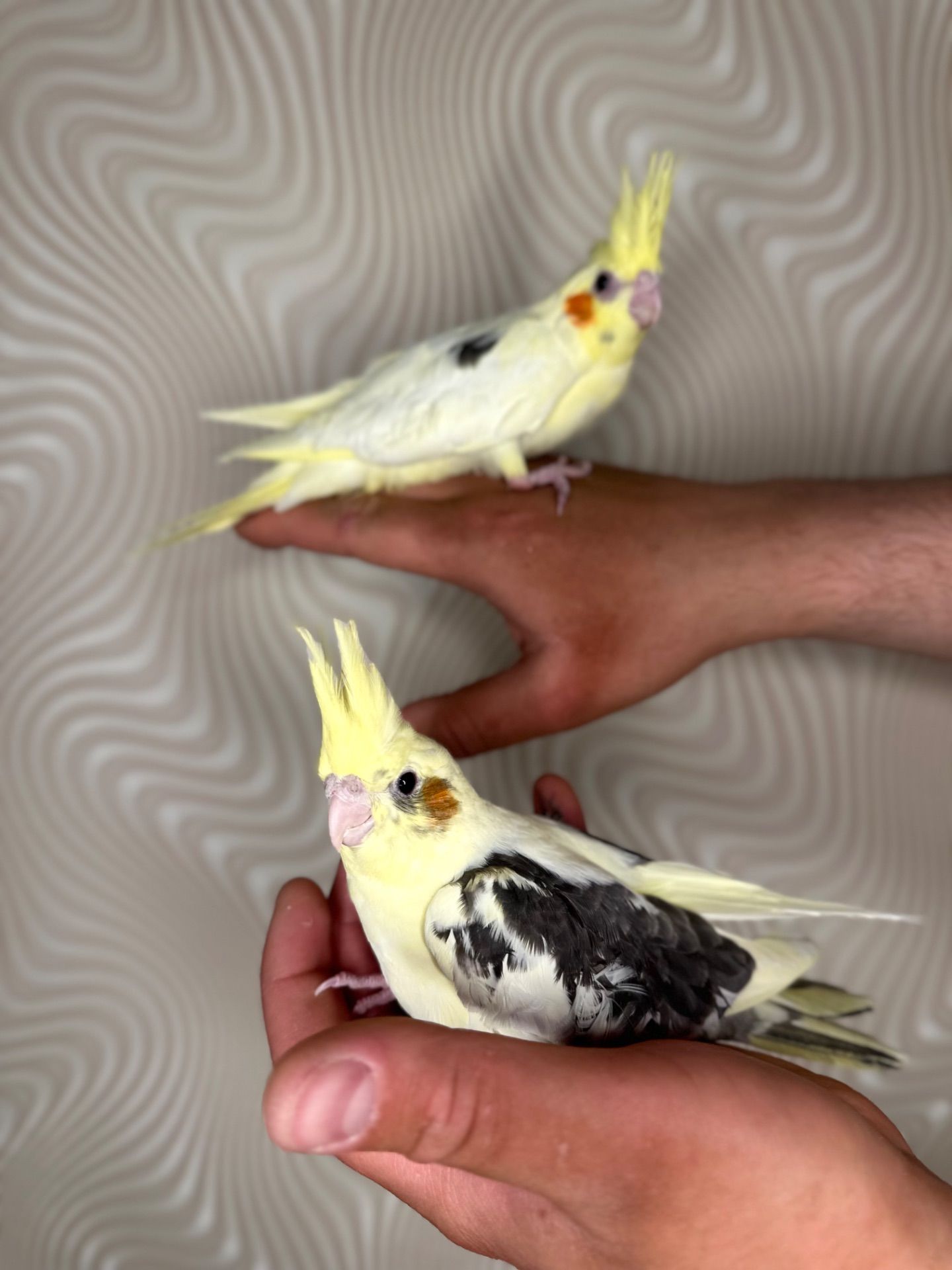 Корелла реально ручные попугаи выкормыши