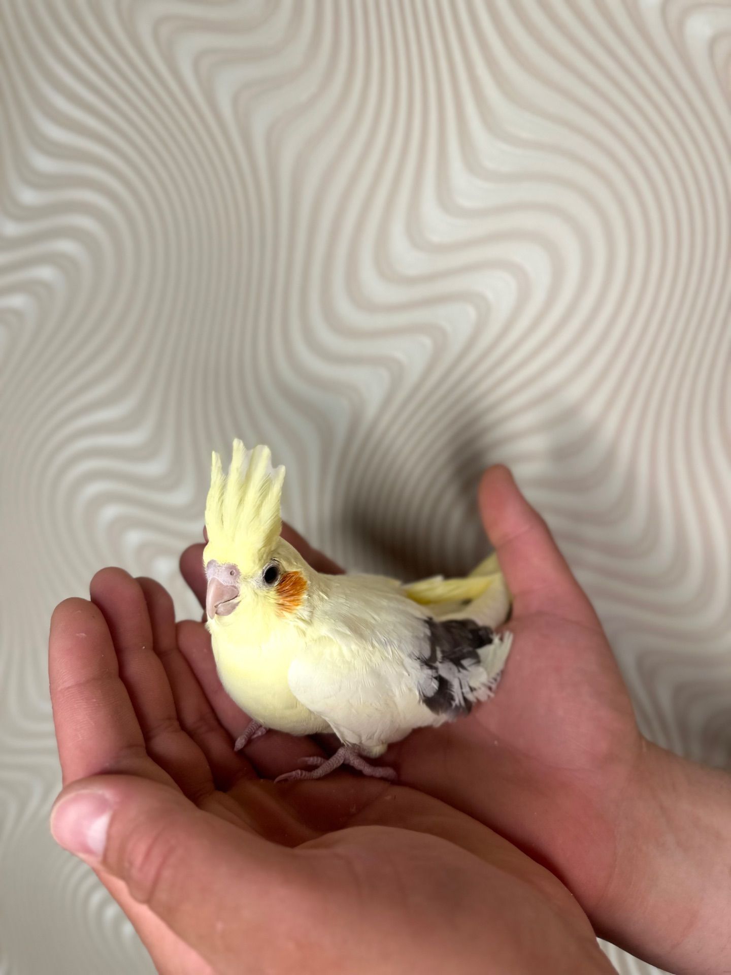 Корелла реально ручные попугаи выкормыши