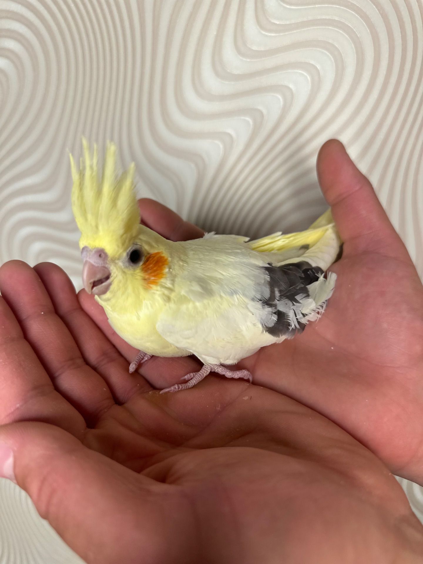 Корелла реально ручные попугаи выкормыши