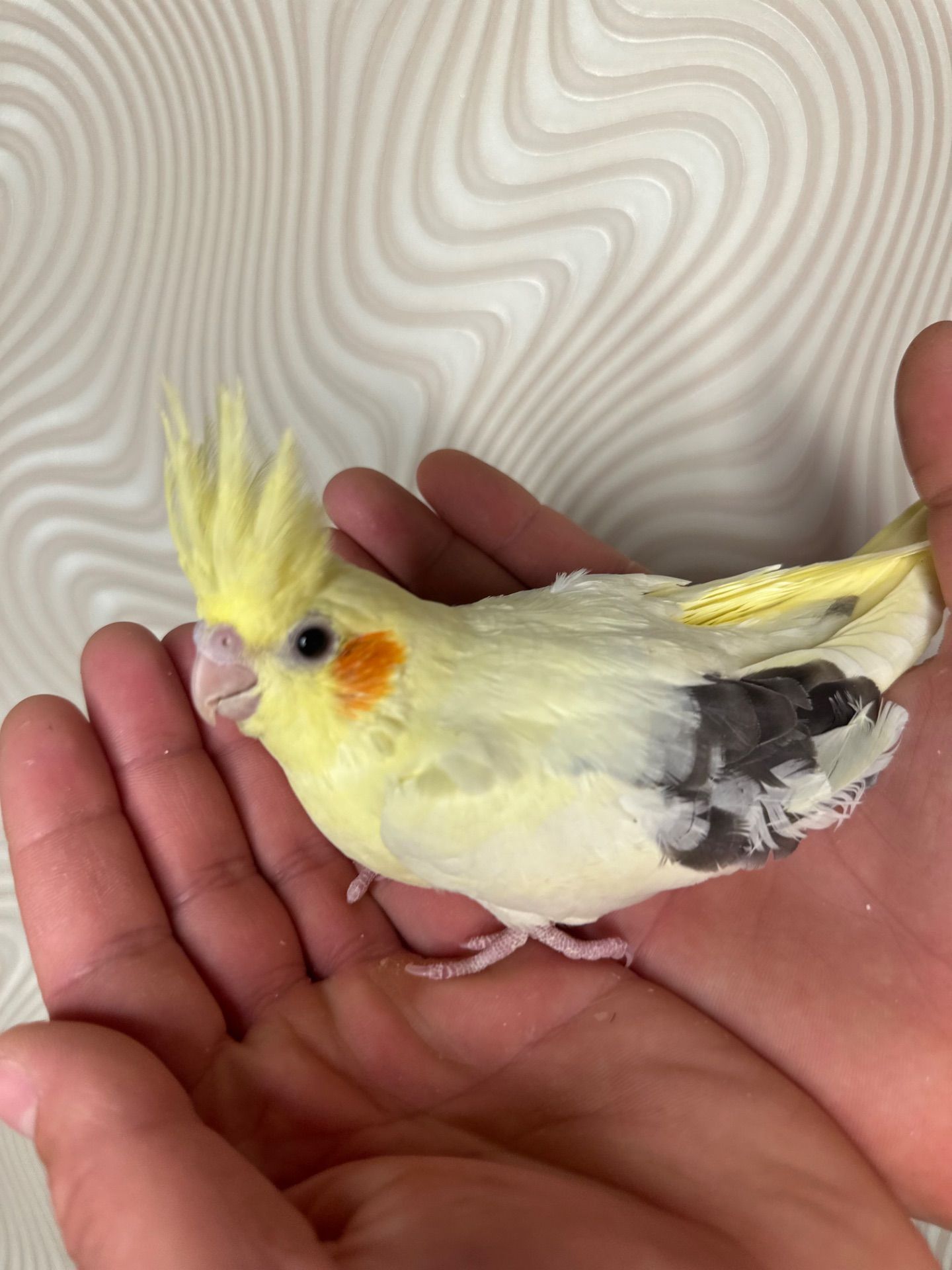 Корелла реально ручные попугаи выкормыши