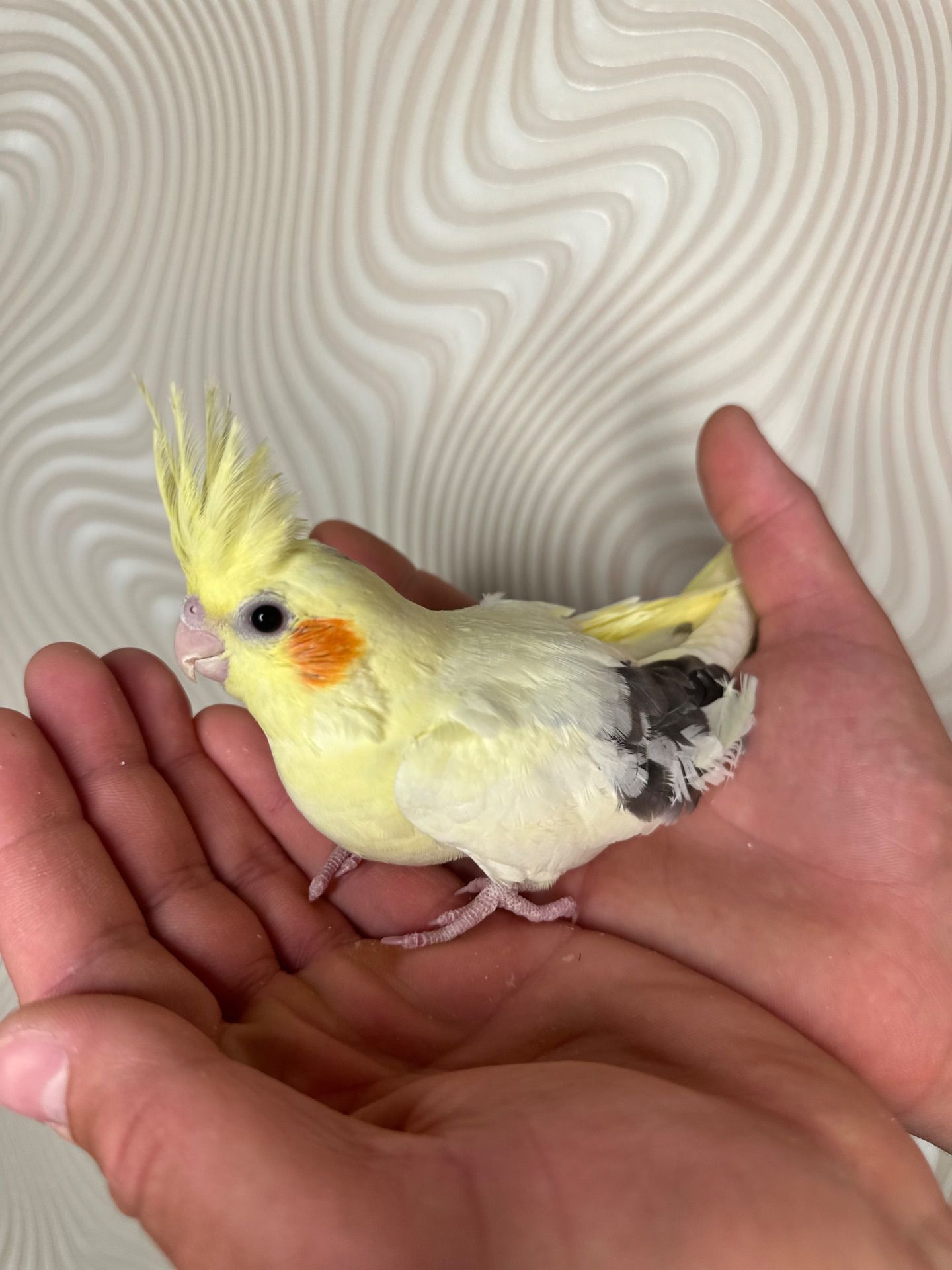 Корелла реально ручные попугаи выкормыши