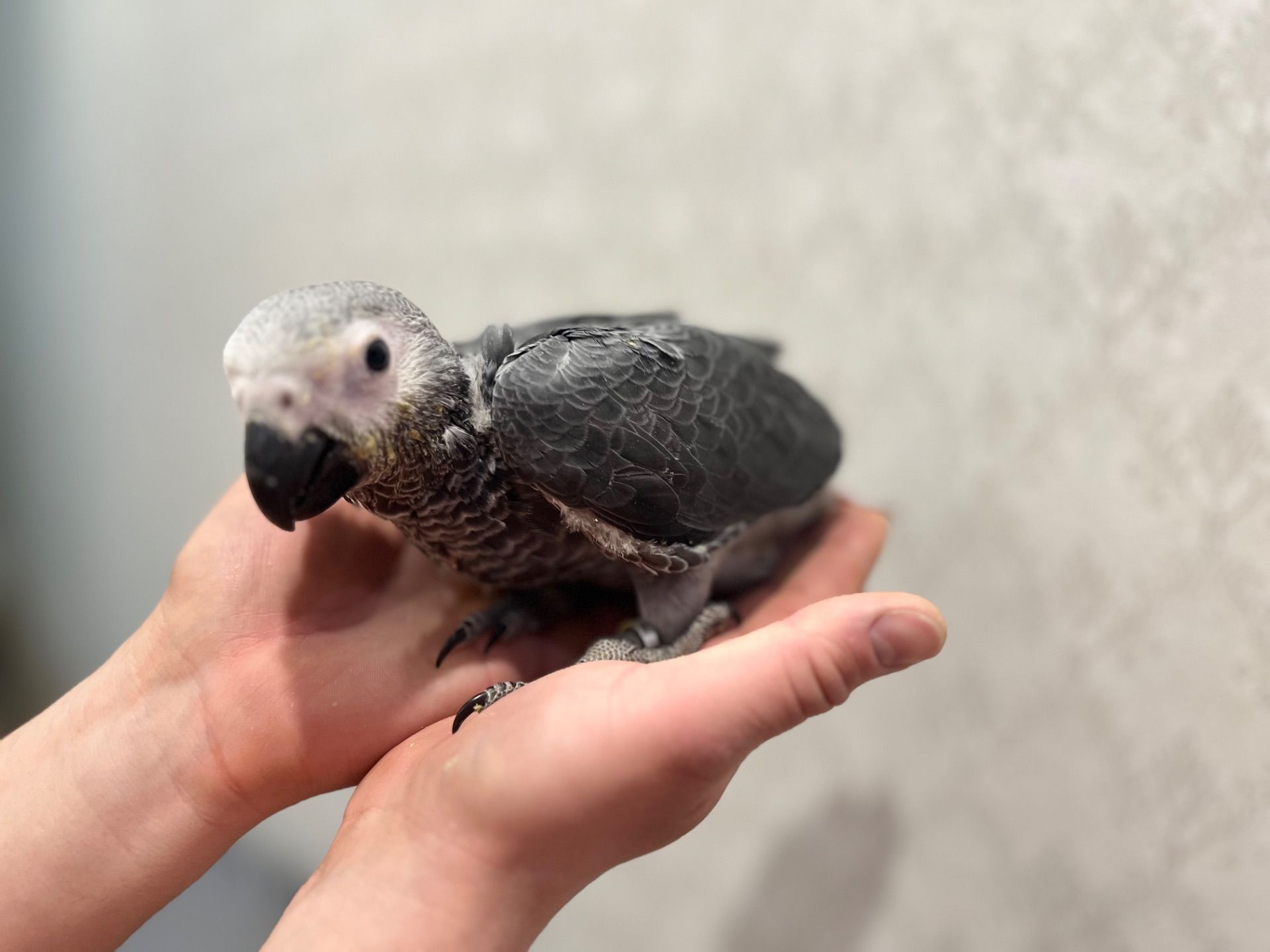 Хлопчик ручний папуга жако (пташеня )