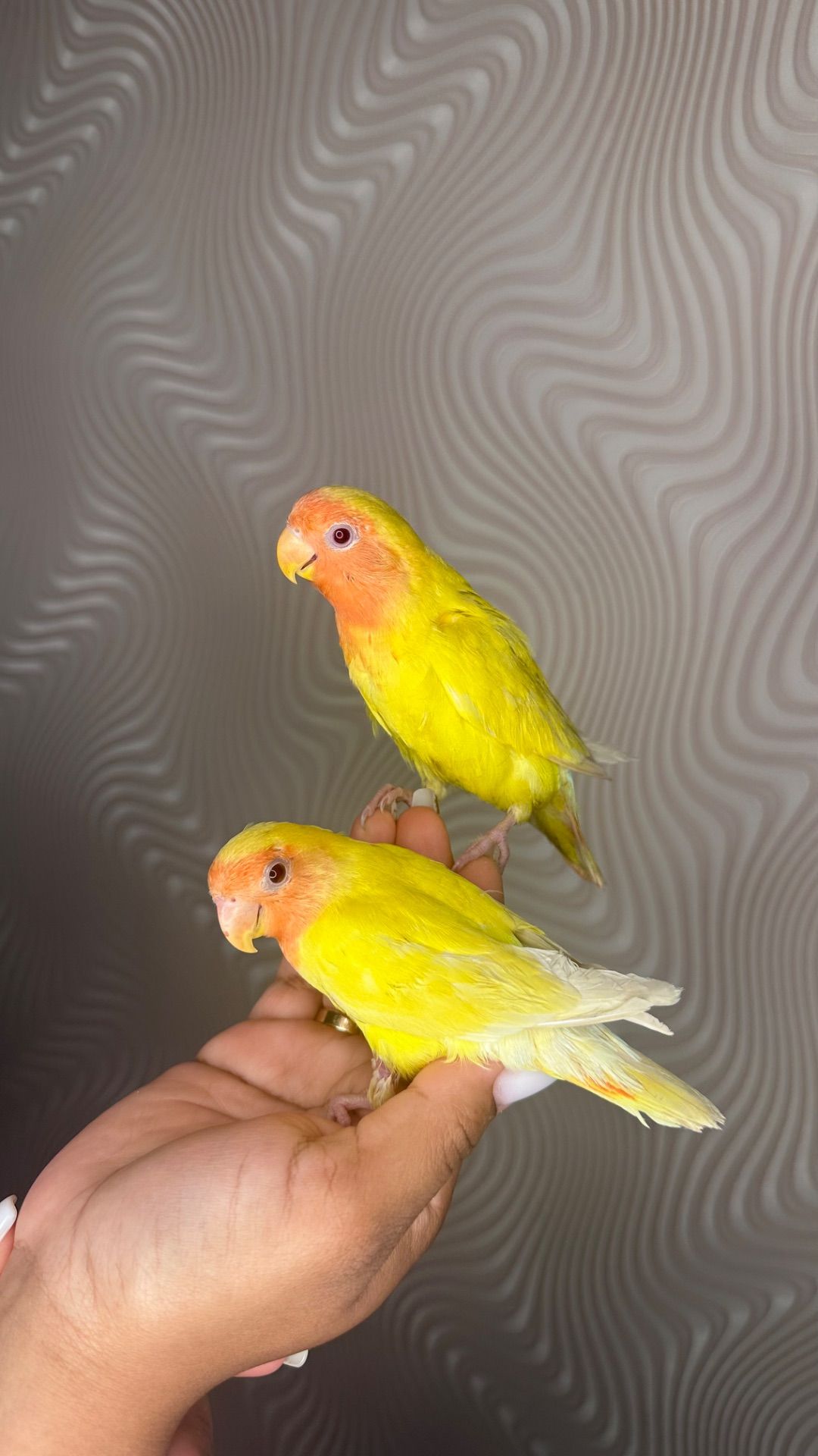 Реально ручные птенцы неразлучники розовощекие