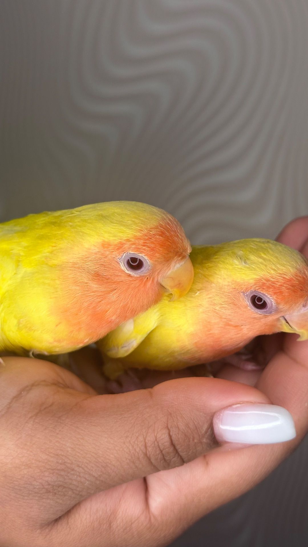 Реально ручные птенцы неразлучники розовощекие