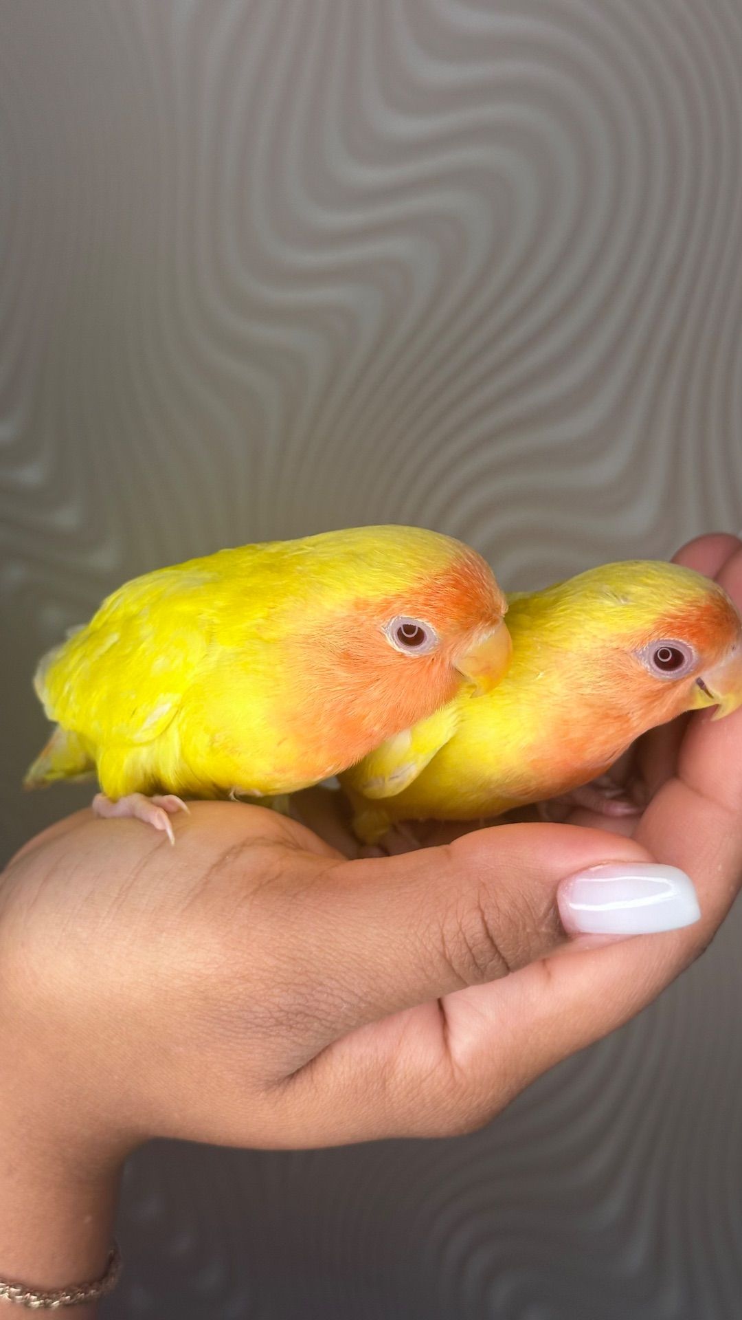 Реально ручные птенцы неразлучники розовощекие