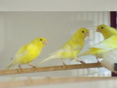 Кенари, канарейка, певчие самцы, разных окрасов Поющие