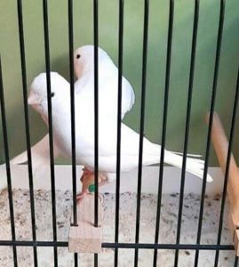 Кенари, канарейка, певчие самцы, разных окрасов Поющие