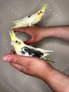 Корелла реально ручные попугаи выкормыши