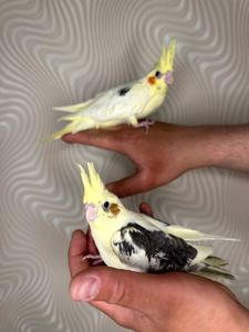 Корелла реально ручные попугаи выкормыши