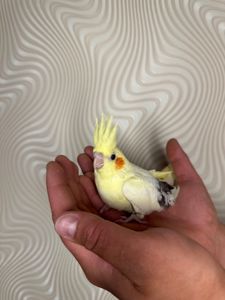 Корелла реально ручные попугаи выкормыши