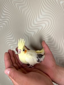 Корелла реально ручные попугаи выкормыши