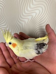 Корелла реально ручные попугаи выкормыши