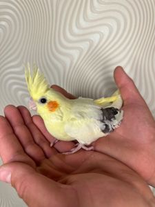 Корелла реально ручные попугаи выкормыши