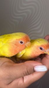 Реально ручные птенцы неразлучники розовощекие