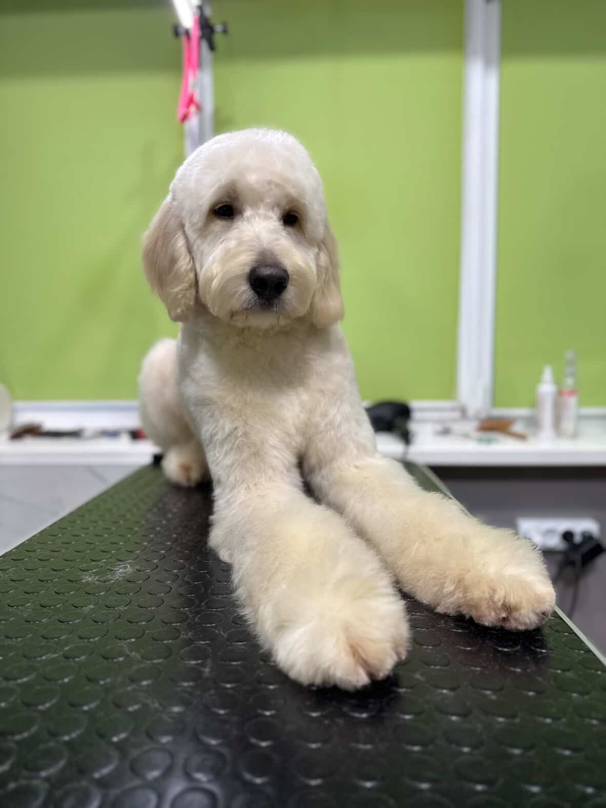 Лабродудль(Голдендудль)