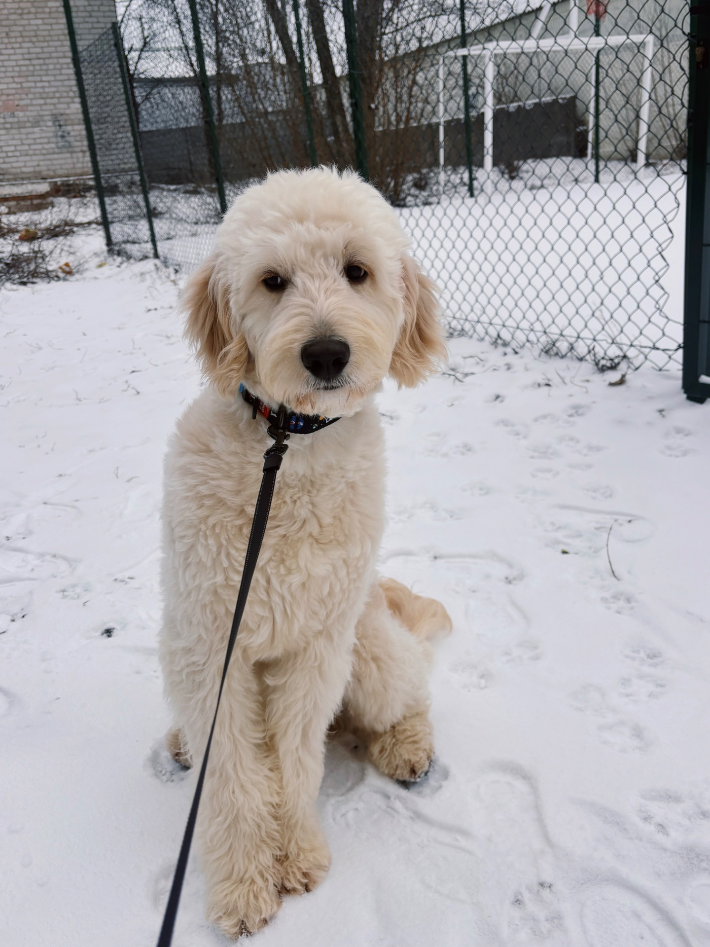 Лабродудль(Голдендудль)