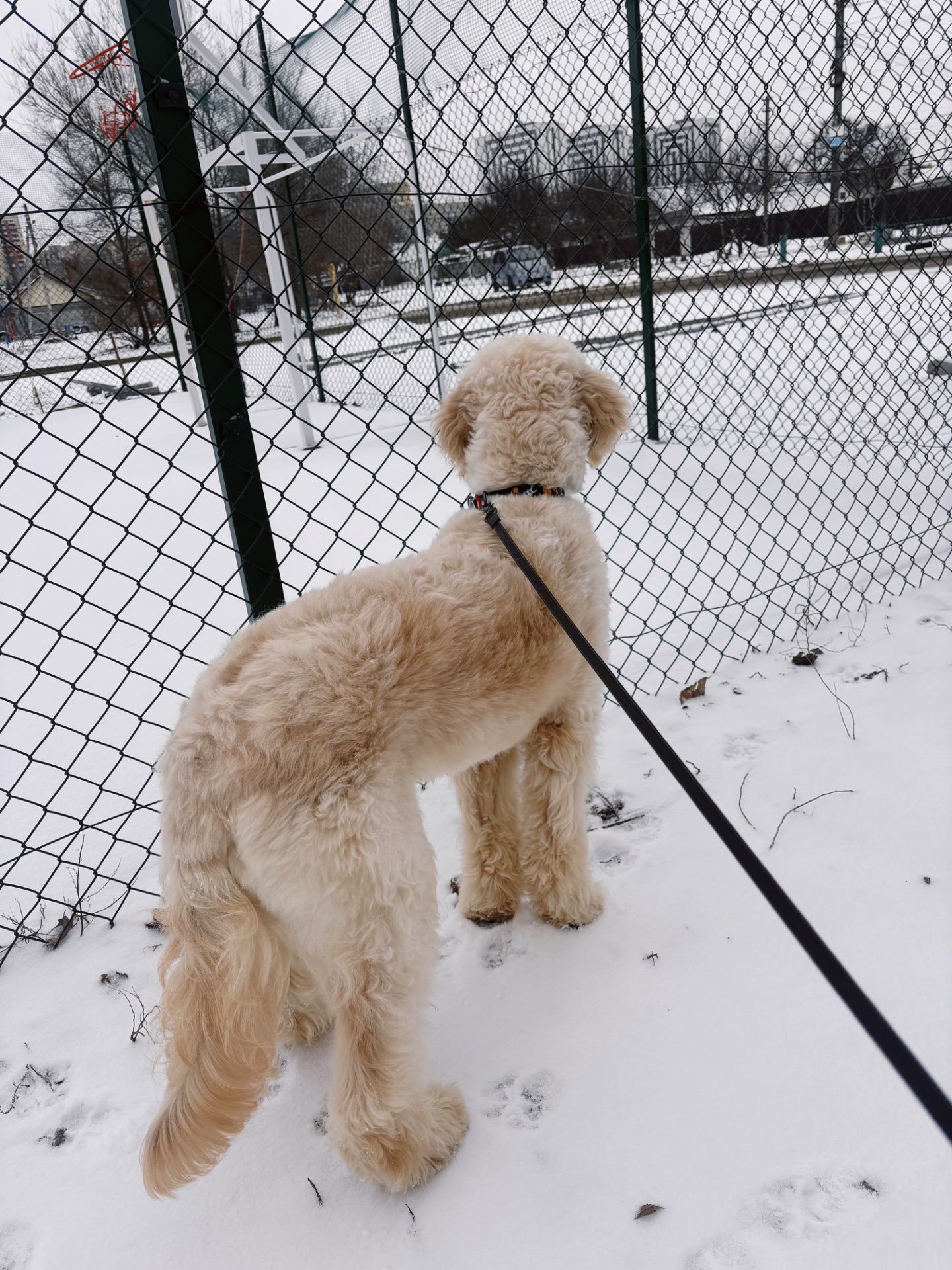 Лабродудль(Голдендудль)