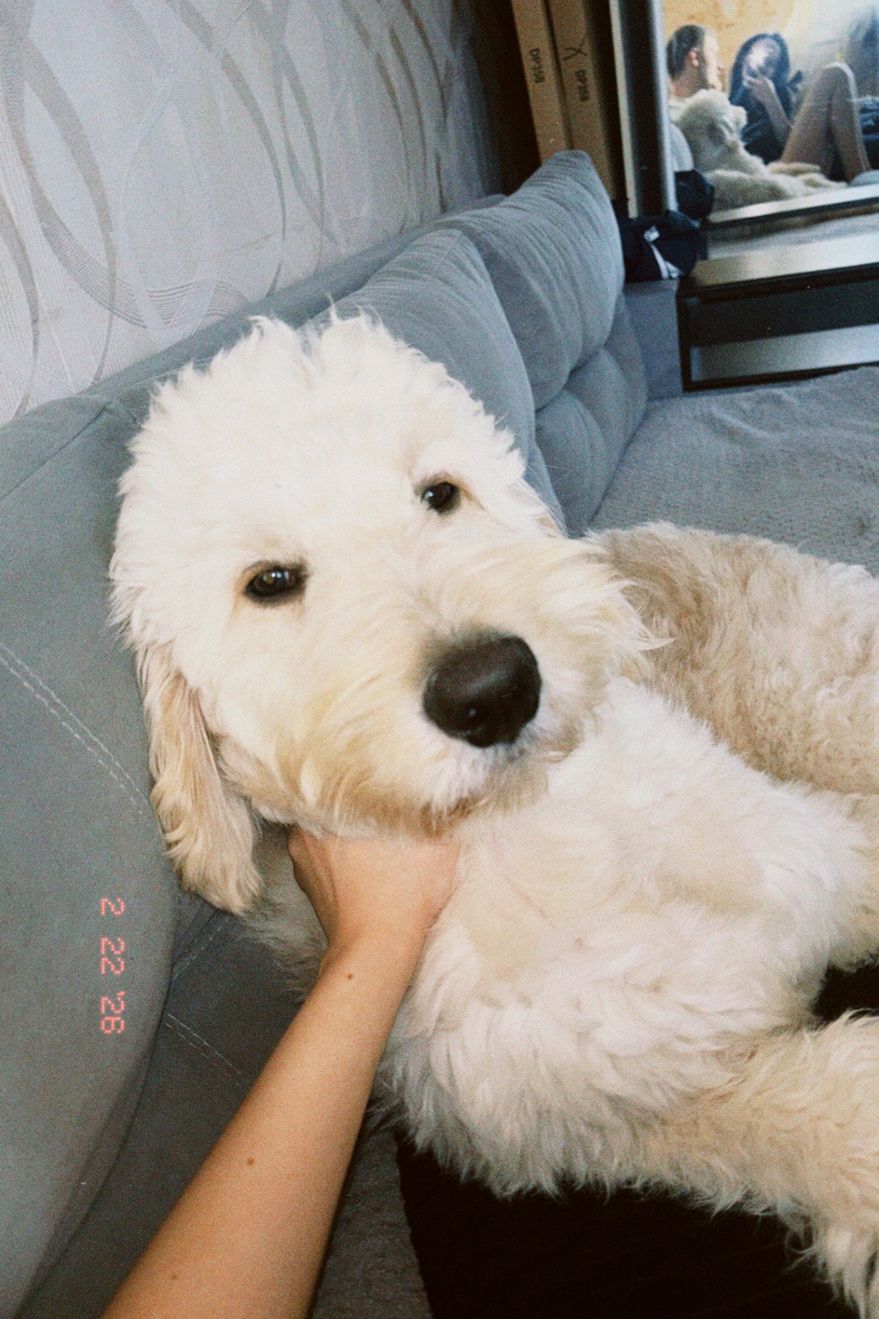 Лабродудль(Голдендудль)