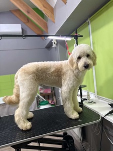 Лабродудль(Голдендудль)