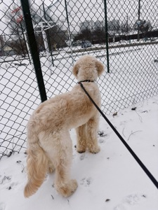 Лабродудль(Голдендудль)