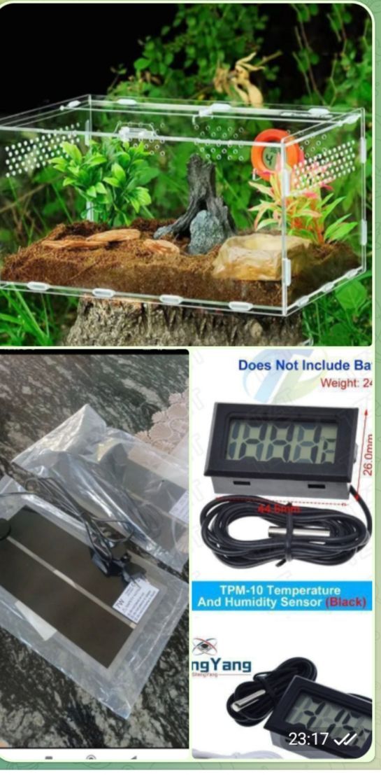 Маїсовий(маїсовий) полоз, малюки 2025 року, маїсовий полоз, маисовый полоз, маисик