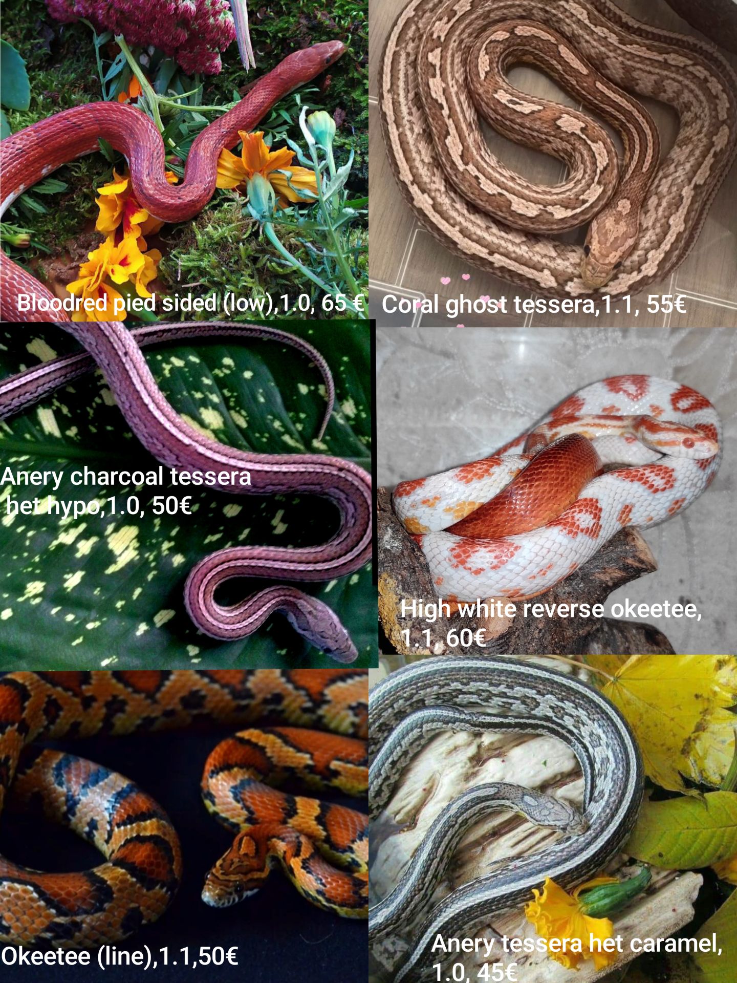 Маїсовий(маїсовий) полоз, малюки 2025 року, маїсовий полоз, маисовый полоз, маисик