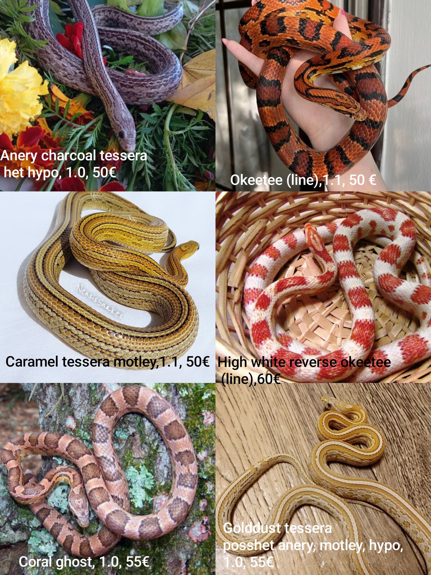 Маїсовий(маїсовий) полоз, малюки 2025 року, маїсовий полоз, маисовый полоз, маисик