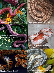 Маїсовий(маїсовий) полоз, малюки 2025 року, маїсовий полоз, маисовый полоз, маисик