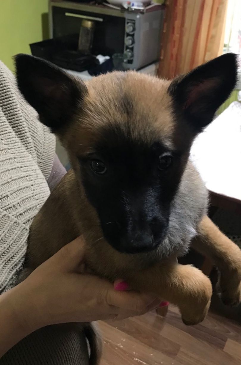 Чарівні, грайливі, здорові цуценята