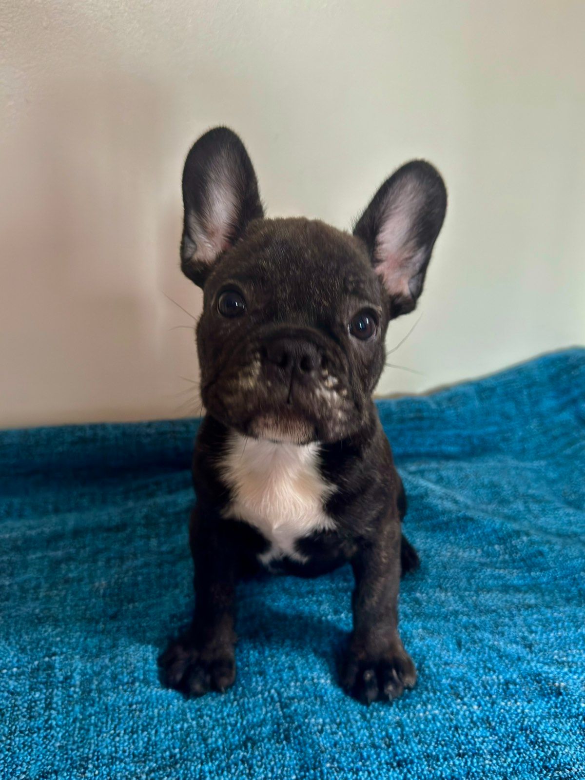 цуценята французького бульдога