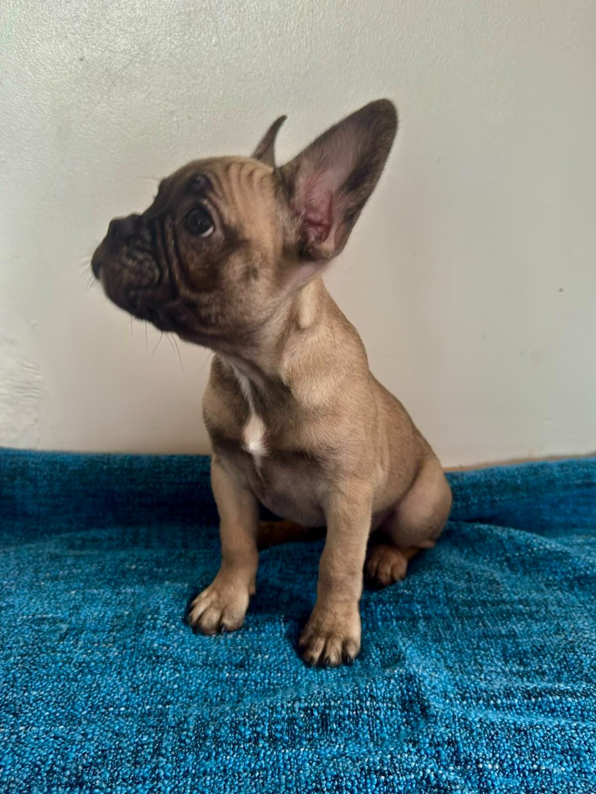 цуценята французького бульдога