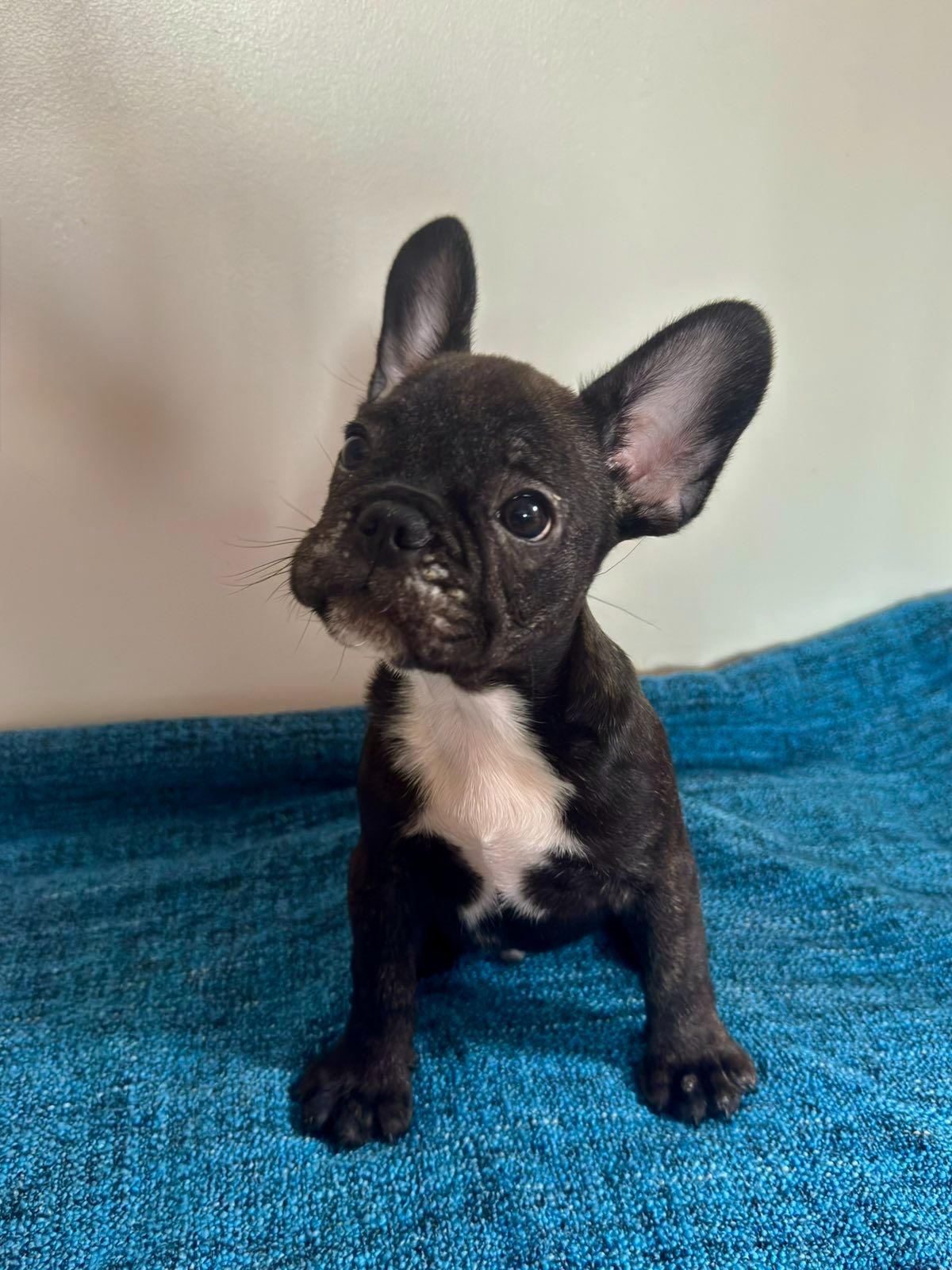 цуценята французького бульдога