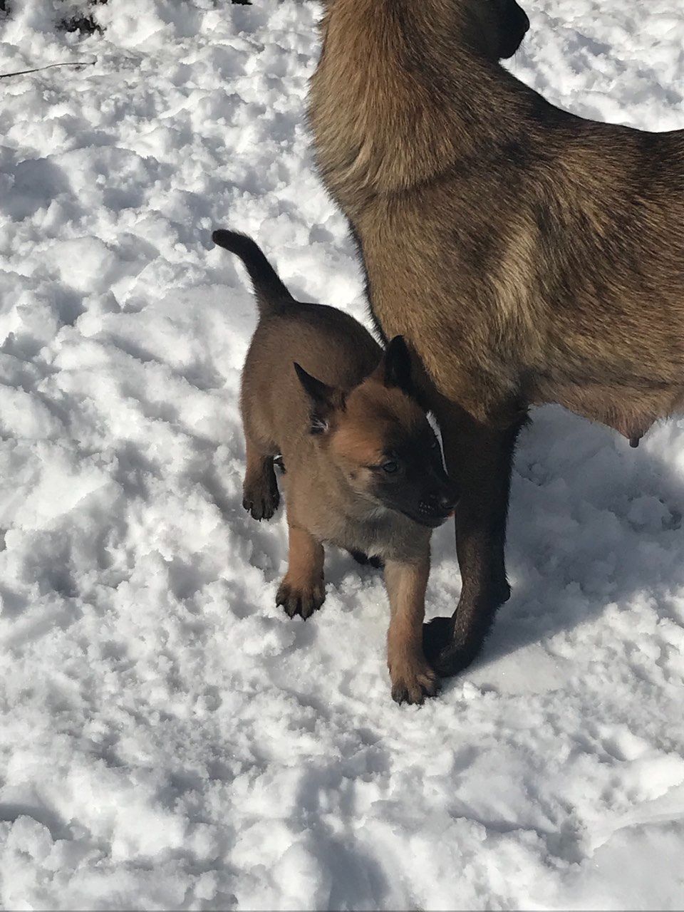 Чарівні, грайливі, здорові цуценята