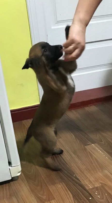 Чарівні, грайливі, здорові цуценята