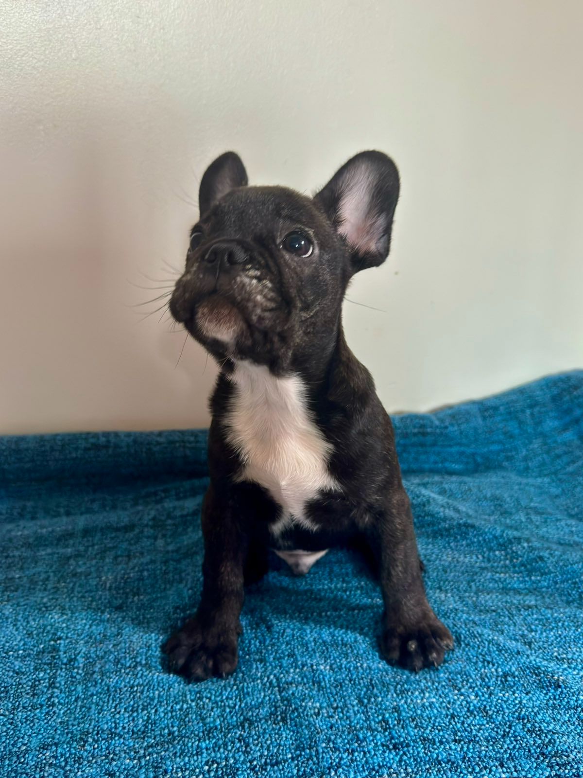 цуценята французького бульдога