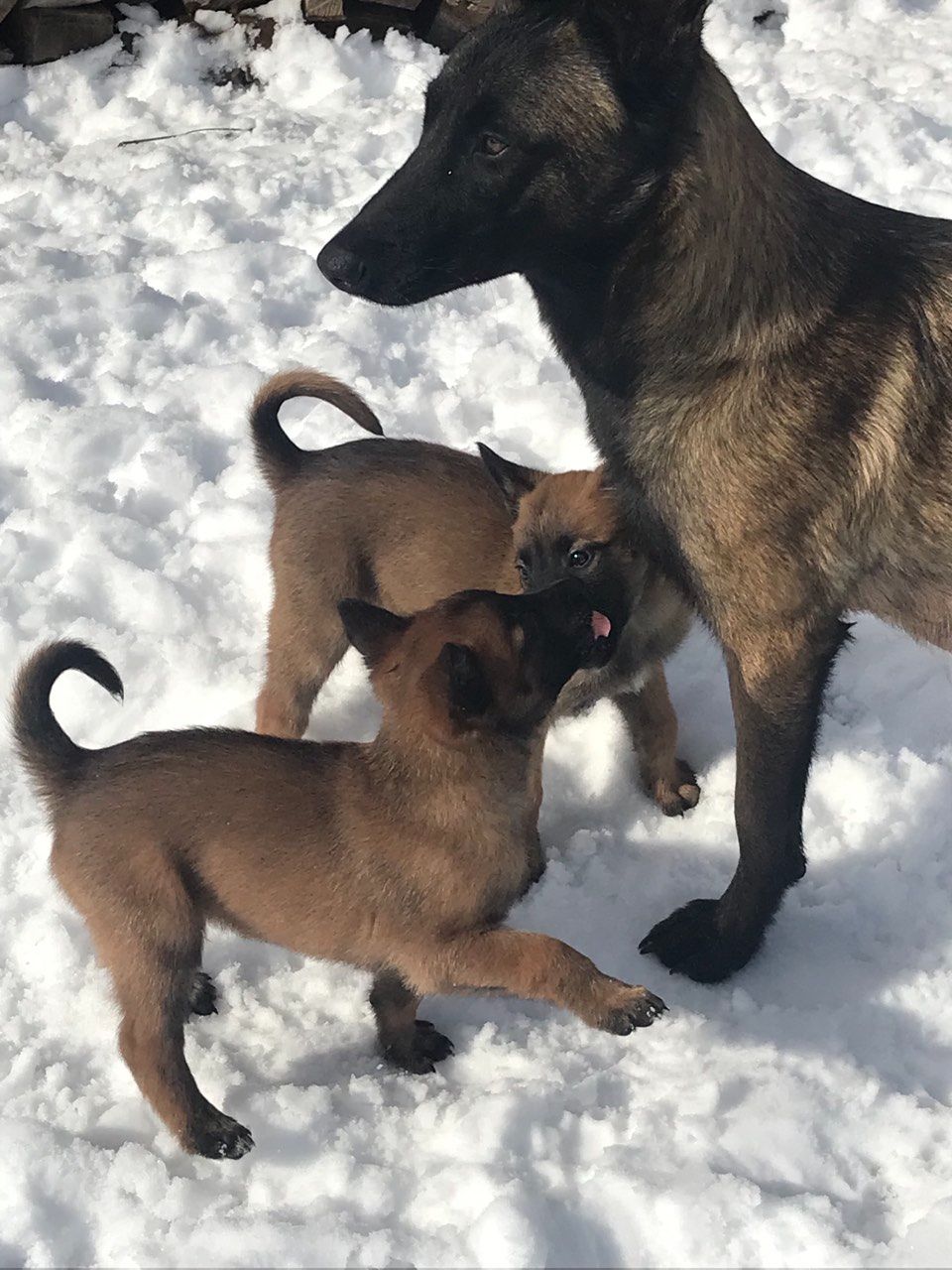 Чарівні, грайливі, здорові цуценята