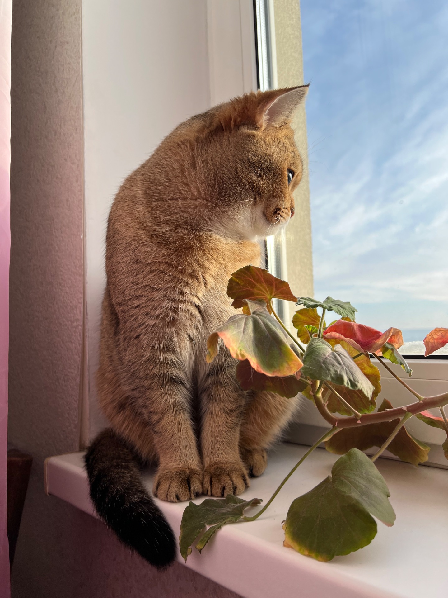 Вʼязка котів. Шотландський прямовухий кіт. Золота шиншила