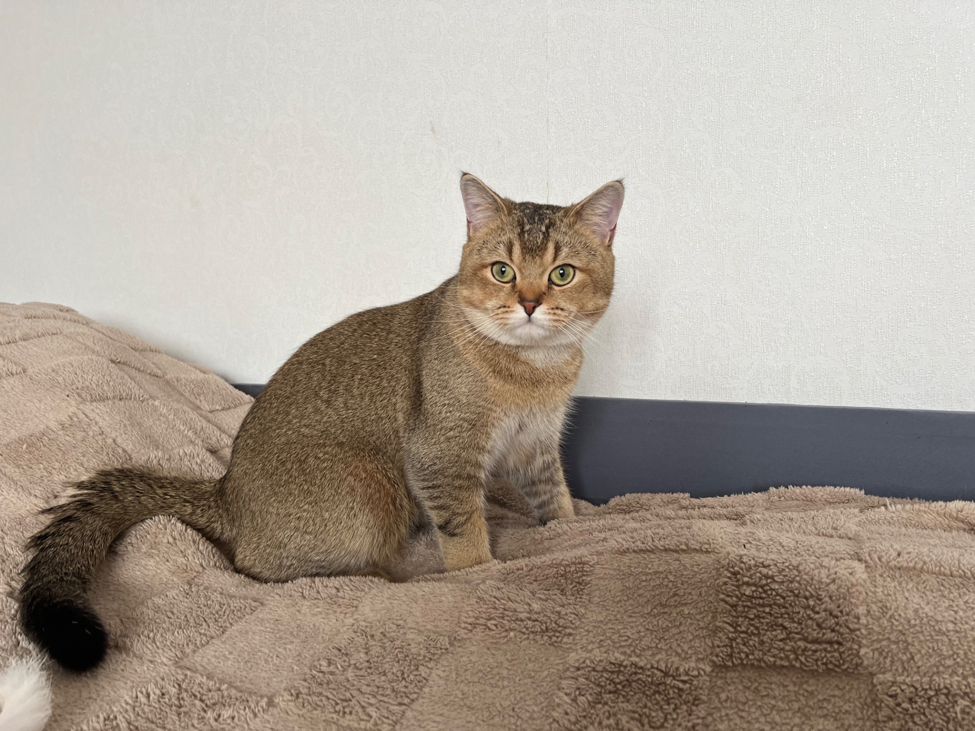 Вʼязка котів. Шотландський прямовухий кіт. Золота шиншила