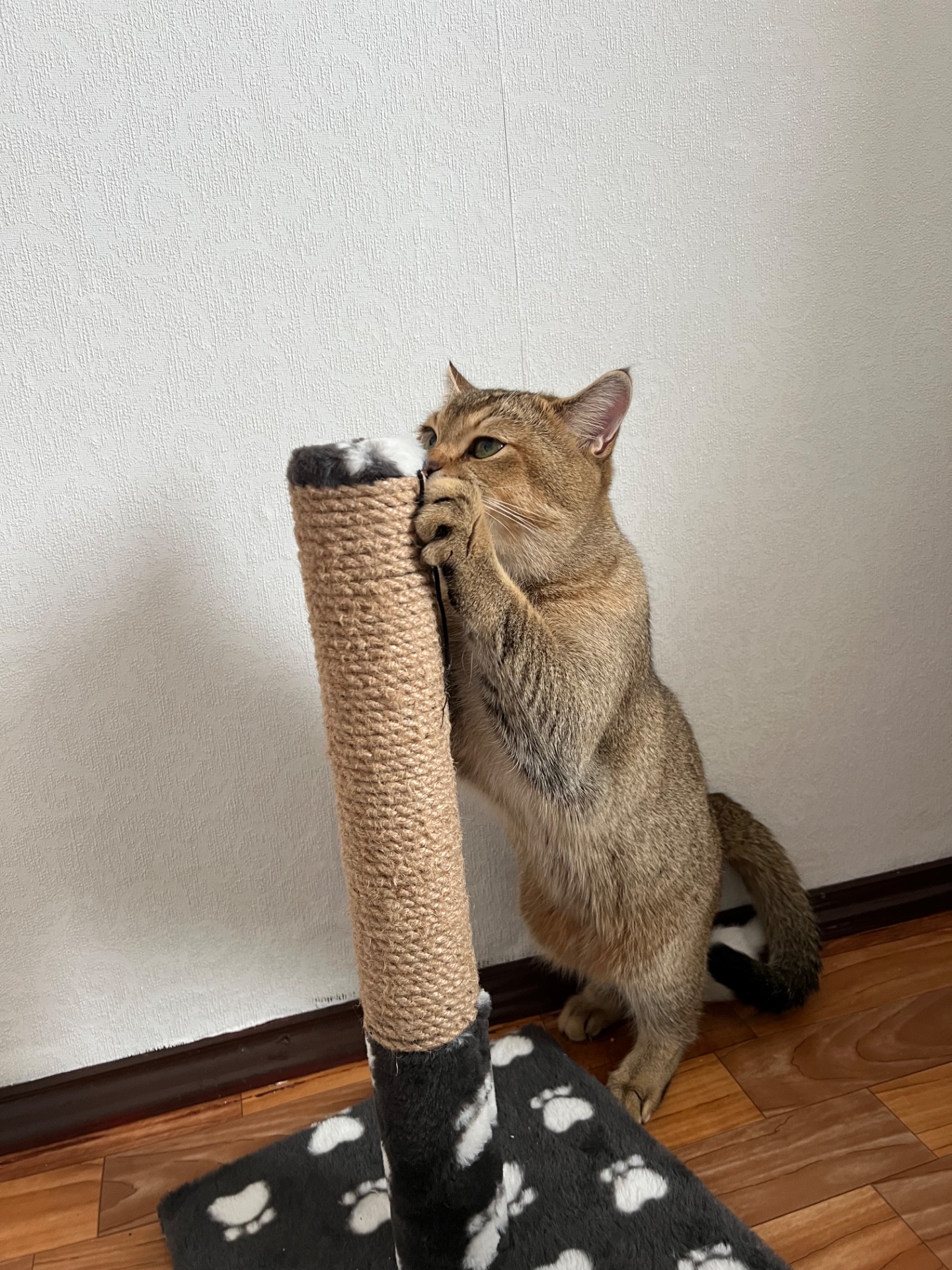 Вʼязка котів. Шотландський прямовухий кіт. Золота шиншила