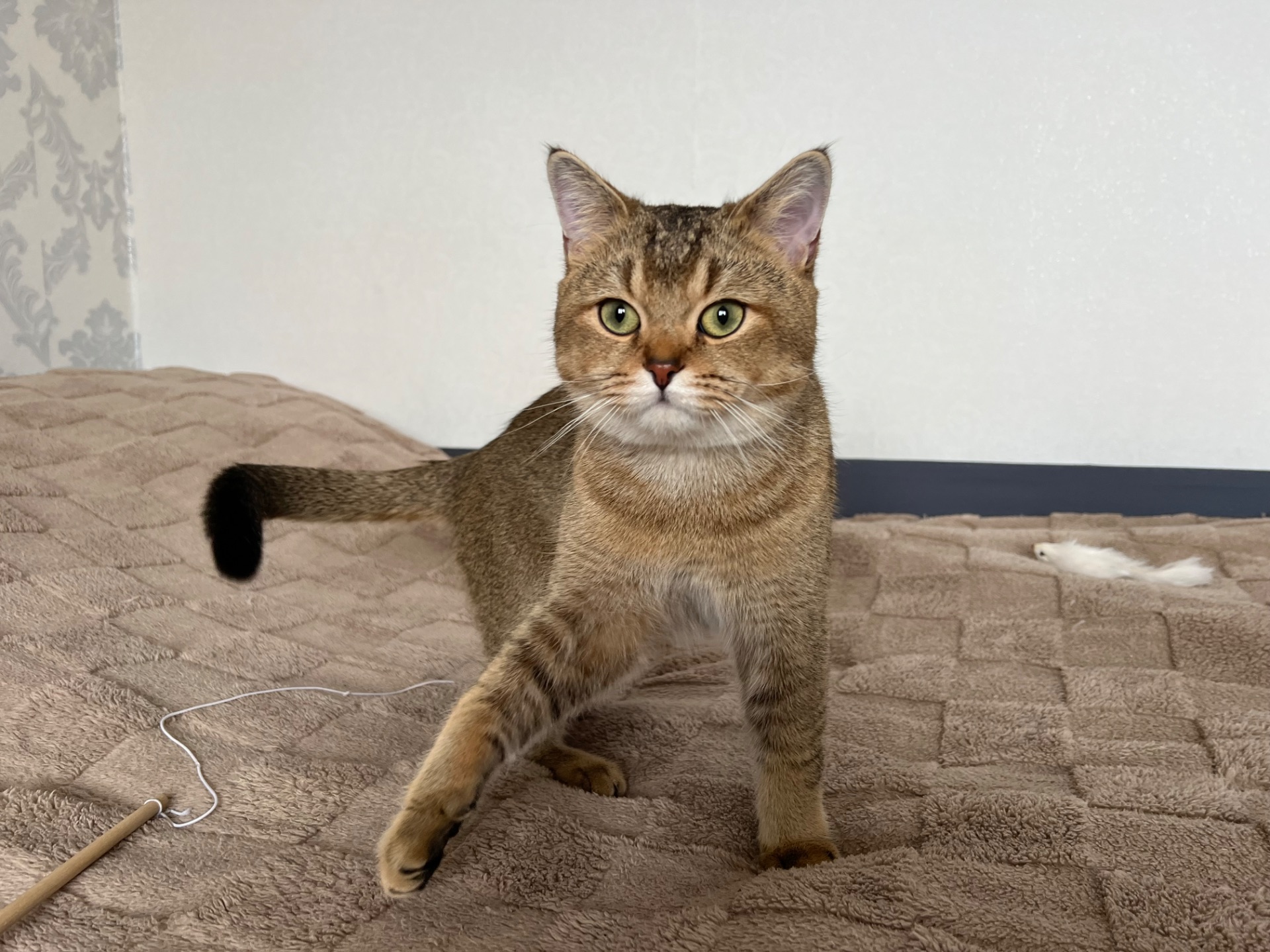 Вʼязка котів. Шотландський прямовухий кіт. Золота шиншила