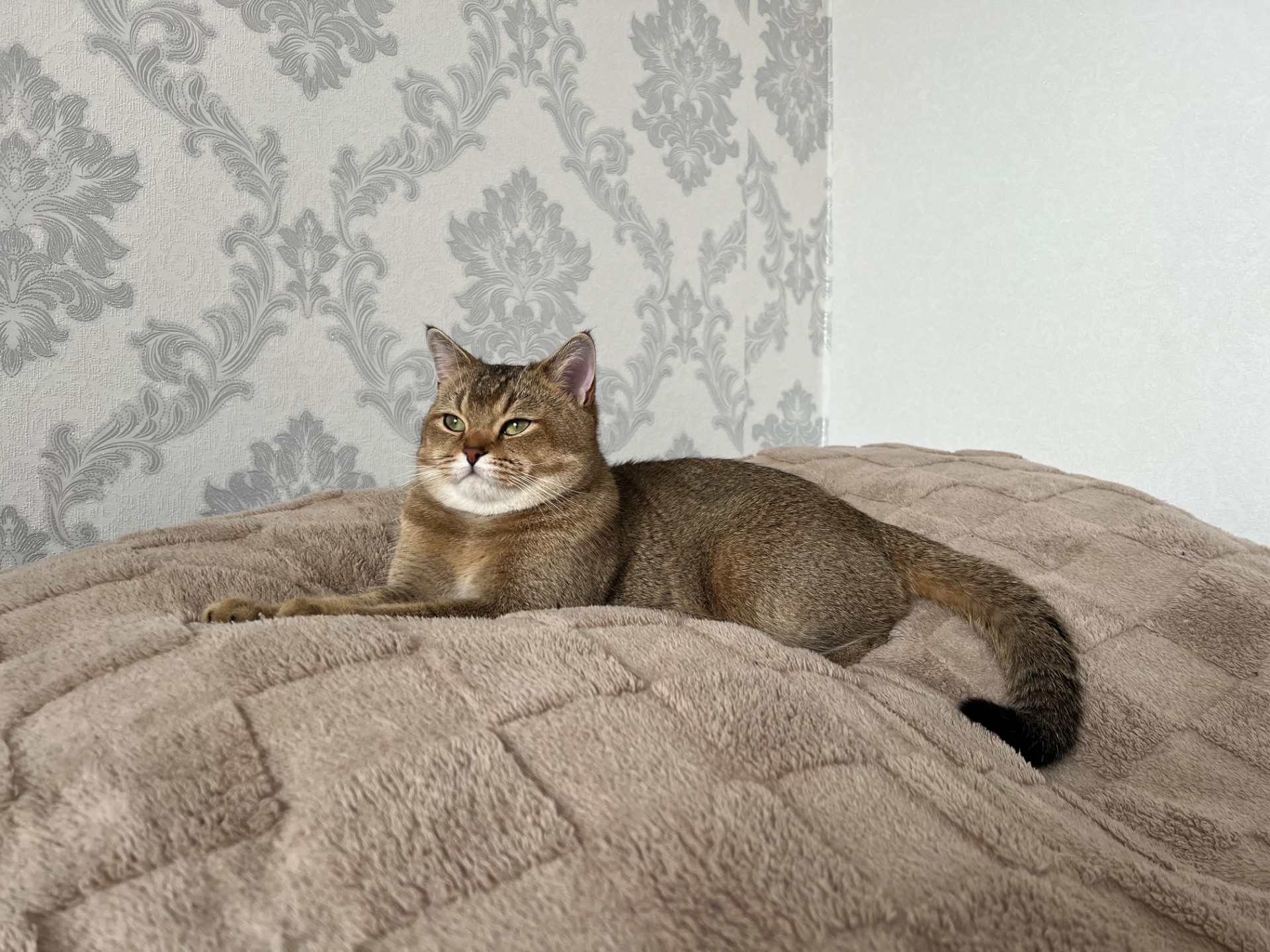 Вʼязка котів. Шотландський прямовухий кіт. Золота шиншила