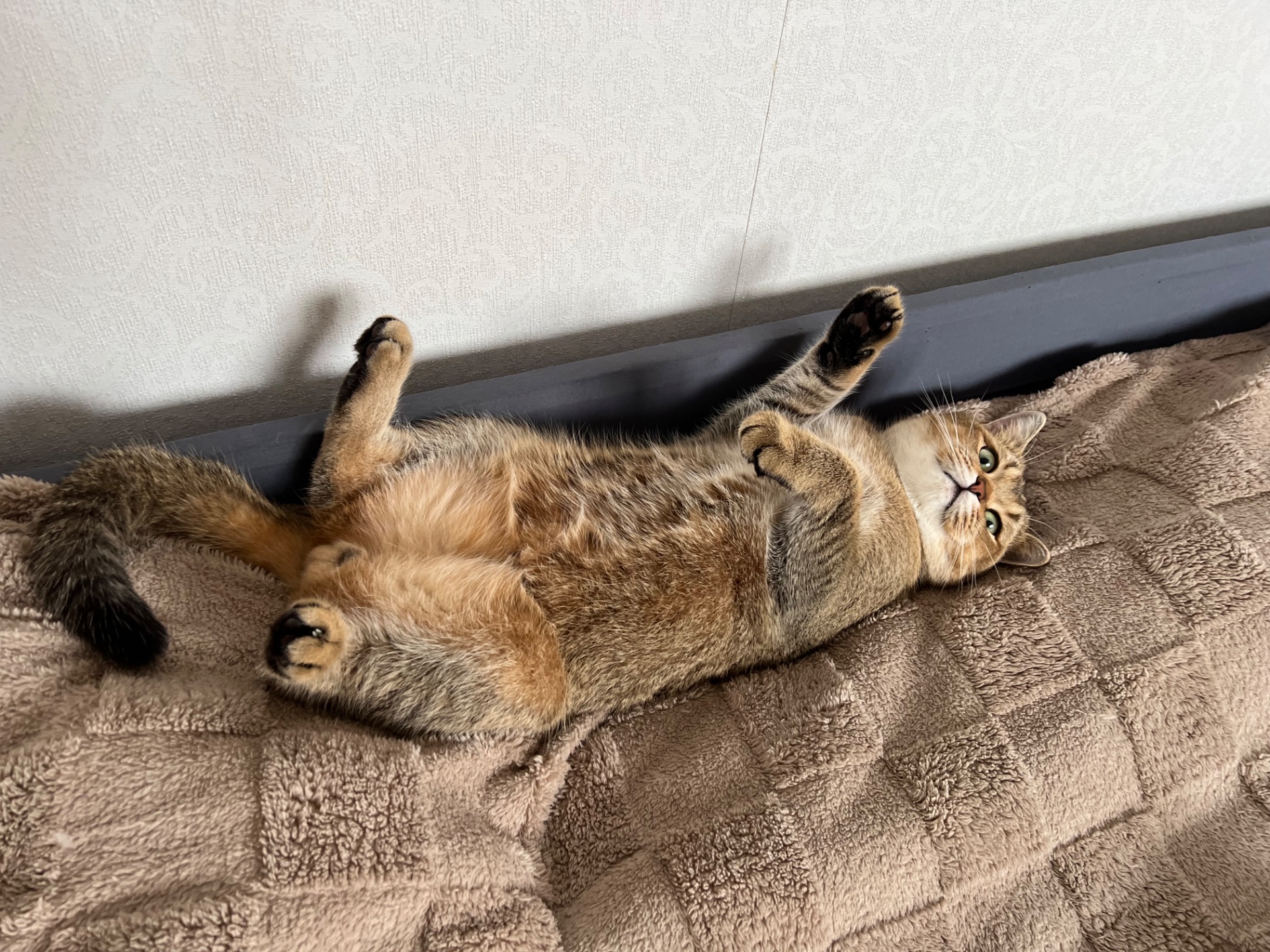 Вʼязка котів. Шотландський прямовухий кіт. Золота шиншила