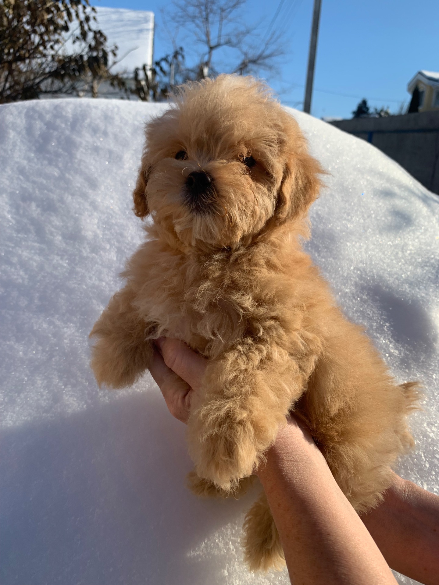 Мальтіпу цуценята