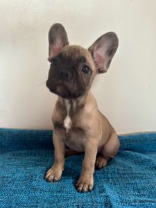 цуценята французького бульдога