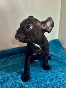 цуценята французького бульдога