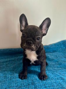 цуценята французького бульдога